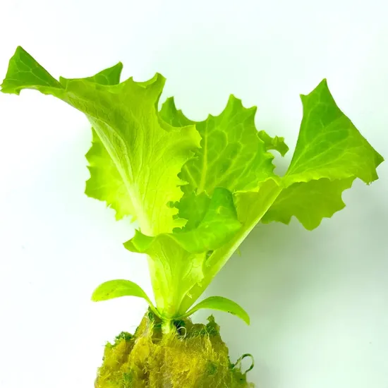 Cubos de cultivo de lana de roca de 1,5 pulgadas para jardín hidropónico